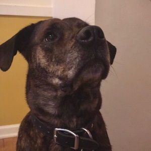 Meet your Posher, Dylan